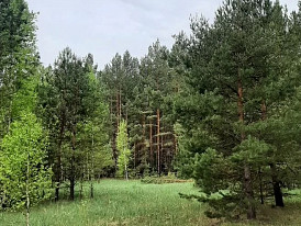 Дачный поселок с соснами на участках запланировали под Барнаулом